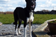 Kinvara Collies