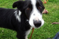 Kinvara Collies
