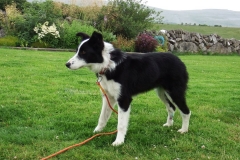Kinvara Collies