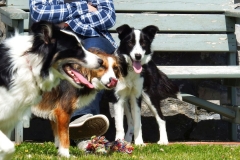 Kinvara Collies