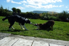 Kinvara Collies