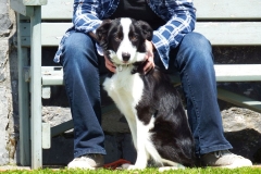 Kinvara Collies