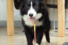 Kinvara Collies