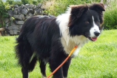 Kinvara Collies