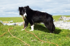 Kinvara Collies