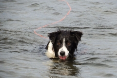 Kinvara Collies