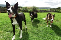 Kinvara Collies