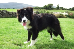 Kinvara Collies