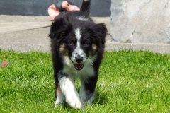 Kinvara Collies