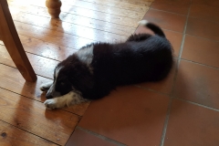 Kinvara Collies