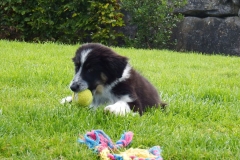 Kinvara Collies