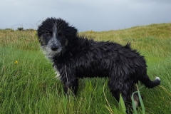 Kinvara Collies