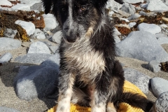 Kinvara Collies