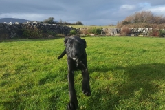 Kinvara Collies