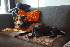 Kinvara Collies