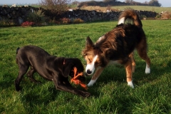 Kinvara Collies