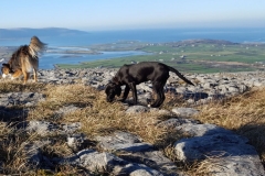 Kinvara Collies