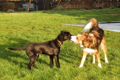 Kinvara Collies
