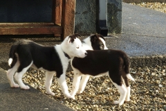 Kinvara Collies