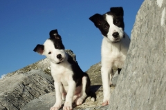 Kinvara Collies