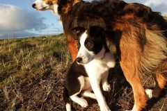 Kinvara Collies