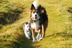 Kinvara Collies