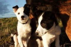 Kinvara Collies