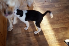 Kinvara Collies