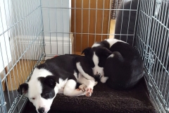 Kinvara Collies