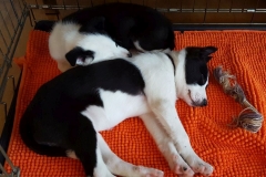 Kinvara Collies