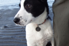 Kinvara Collies